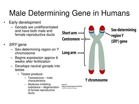 Ppt Chapter Sex Determination And Sex Linked Characteristics