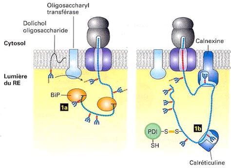 Transfert Des Prot Ines Dans Les Membranes Et Organites Cours De