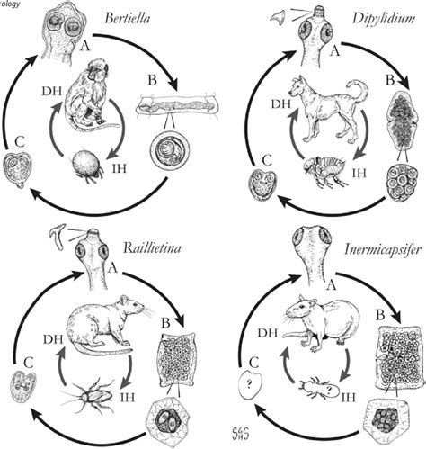 Generalized Life Cycles For Bertiella Dipylidium Raillietina And