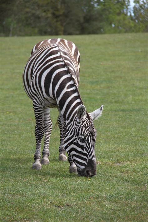 A Zebra Eating Grass · Free Stock Photo