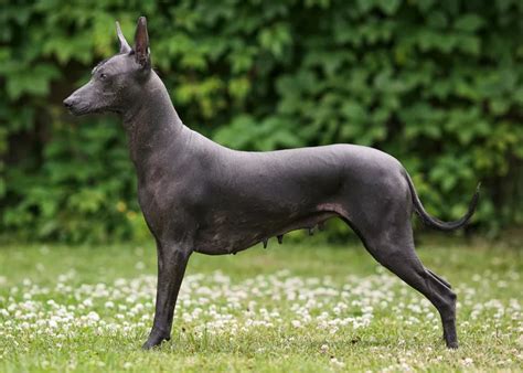 Xoloitzcuintli Meksika Tüysüz Köpek Köpek Cinsi Özellikleri Ve