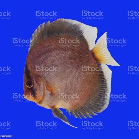 Discus Fish Black Color Ghost Strain Stock Photo Download Image Now