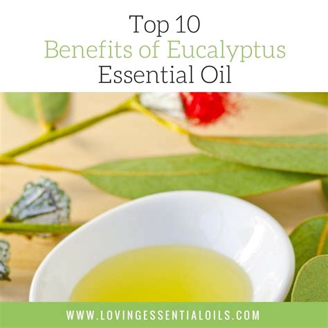 Eucalyptus Essential Oil Uses Benefits And Recipes Spotlight Recipe Eucalyptus Essential