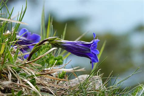 Der Enzian Der St Ngellose Kalkenzian Genitana Clusili Flickr