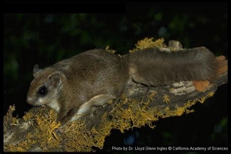 Glaucomys sabrinus fuscus: Virginia Northern Flying Squirrel (Glaucomys sabrinus fuscus)