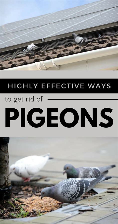 Highly Effective Ways To Get Rid Of Pigeons Gardening Get Rid Of