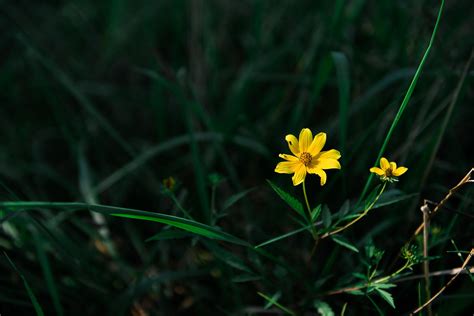 112961 5k Wildflowers Meadows Grass 4k Rare Gallery Hd Wallpapers