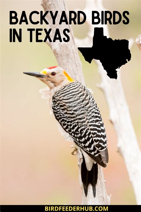 25 Backyard Birds In Texas With Pictures Artofit