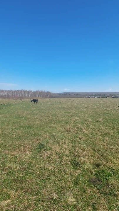 @🐎лошади на водопое🐎🐎🐎 - YouTube