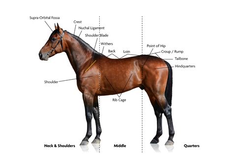 Nuchal Ligament Horse