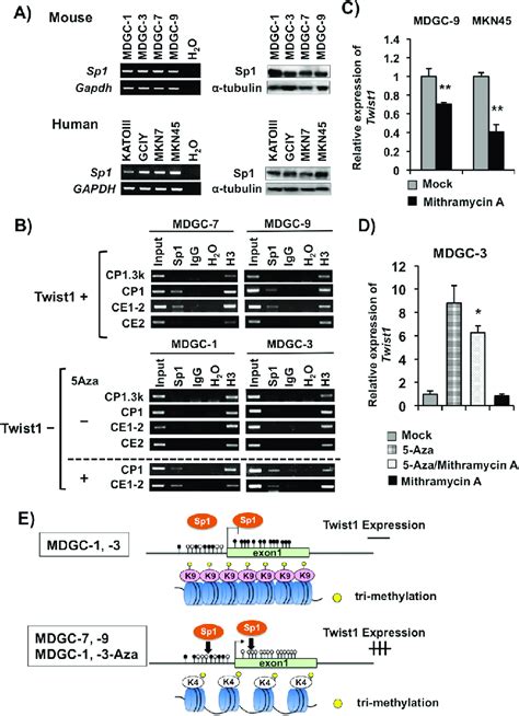 Twist1 expression elevated by binding of Sp1 transcription factor. (A ... 