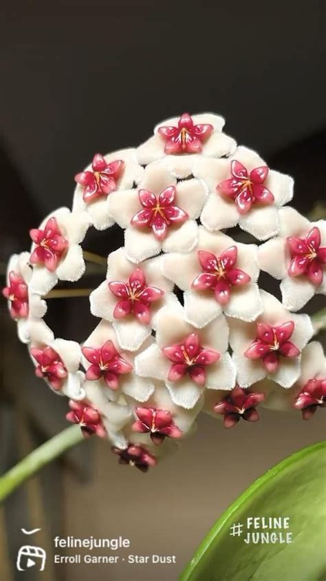 How To Make Hoya Bloom Obovata Flower Blooming Plant Care Video