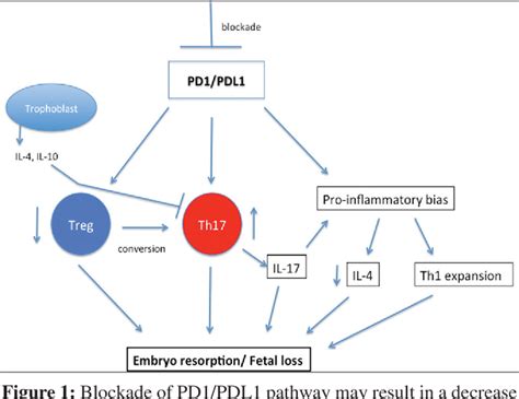 Figure From Role Of Pd Pdl Pathway And Th And Treg Cells In