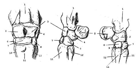 Equine Carpus Diagram | Quizlet