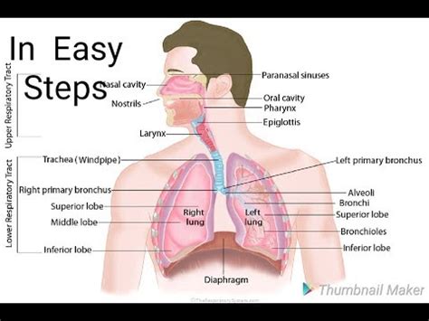 Respiratory System Drawing at PaintingValley.com | Explore collection ...