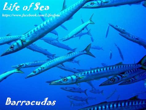 Life of Sea: Great Barracuda