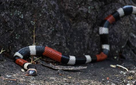 Serpiente falso coralillo Cómo distinguirla de la venenosa El Sol