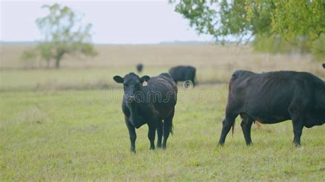 black  white cows  meadow agribusiness  natural pasture real