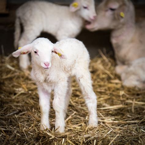 Focus Sur Les Races Ovines En France Les Animaux Les Animaux De Rente