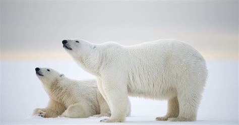 Eisb Ren Im Wwf Artenlexikon Zahlen Fakten