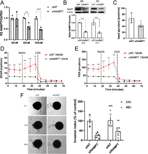 Effect Of Visfatin NAMPT Silencing On Glycolysis And Invasive