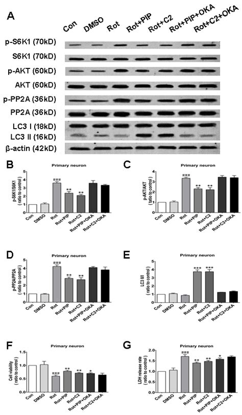 Oka Reverses Pip Induced Autophagy And Increase In Cell Viability Via