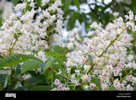 Chestnut tree flowers in bloom Stock Photo - Alamy