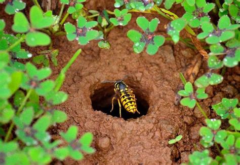 What Are Yellow Jackets? – Maggie's Farm Ltd