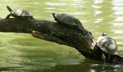 Red Eared Slider Trachemys Scripta