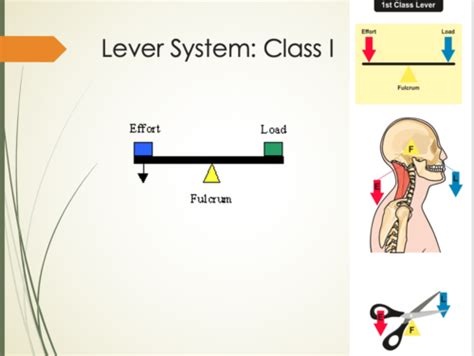 MODULE 1 BIOMECHANICS Flashcards Quizlet