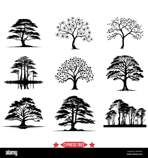 Vintage Cypress Tree Silhouette Bundle Classic Nature Illustrations