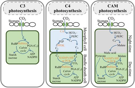 Cam Plant Photosynthesis