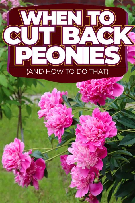 When To Cut Back Peonies And How To Do That