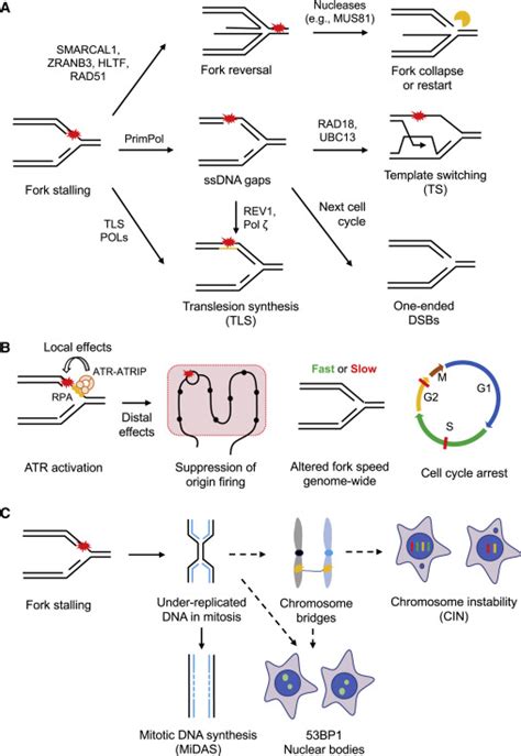 Hallmarks Of Dna Replication Stress Molecular Cell