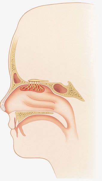 Prints Of Illustration Of Smell Sensors Nasal Epithelium Olfactory