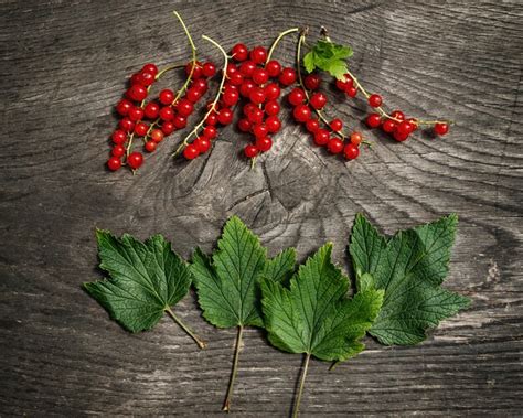 Premium Photo Red Currant Berries