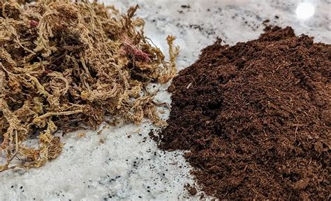sphagnum peat moss tips  gardeners  plant enthusiasts xu farm