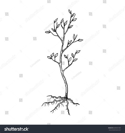 Seedling Tree Roots Sketch Illustration Vector Stock Vector (Royalty ...