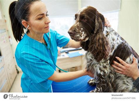 Tier Rztin Untersucht Hund Mit Stethoskop In Der Tierarztpraxis Ein