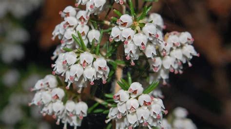 Cultivo Y Características De Erica Arborea Agromática