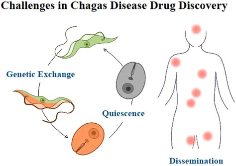 Life Cycle Of Trypanosoma Diagram