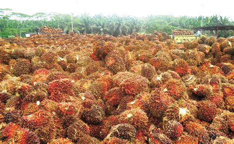 Harga Tbs Sawit Riau Periode Juli Naik Rp Kg Gimni