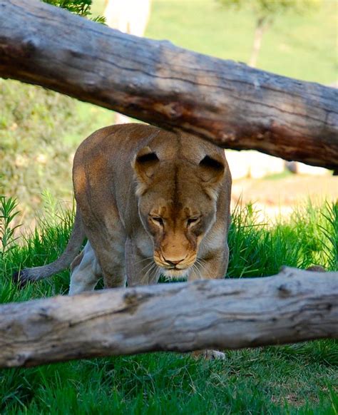 Stalking Lion Photograph By Alyssa Bialek