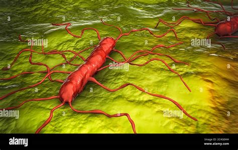 Listeria monocytogenes bacteria, computer illustration. L ...