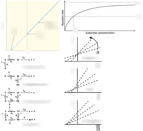 Enzyme Kinetics Diagram | Quizlet