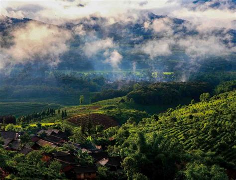 Learn Chinese In Jingmai Tea Mountain Immersive Experience In China