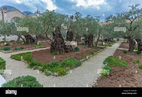 Gethsemane Garden at Mount of Olives, Jerusalem Stock Photo - Alamy