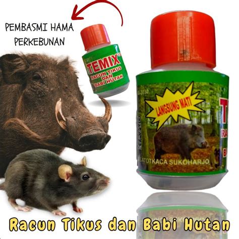 TEMIX RACUN TIKUS DAN RACUN BABI HUTAN AMPUH BASMI HAMA PERKEBUNAN