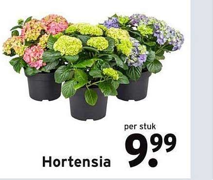 Hortensia Aanbieding Bij GAMMA 1Folders Nl