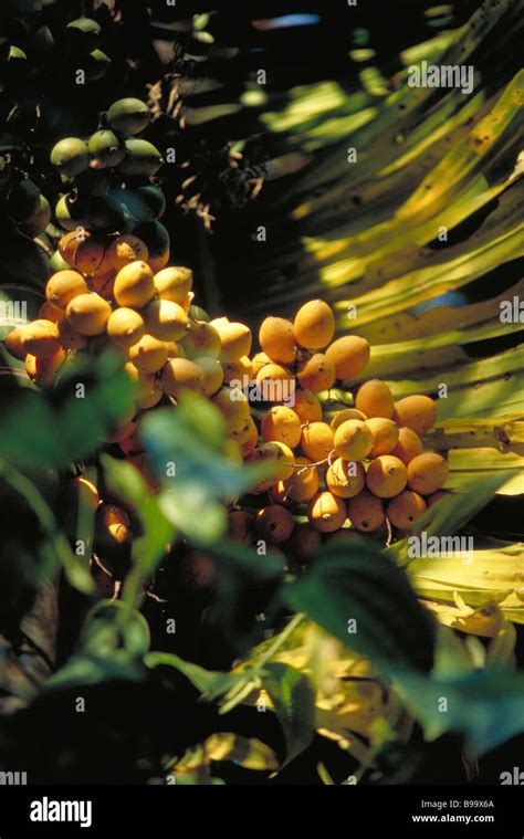 Dates Growing On Tree Stock Photo Alamy